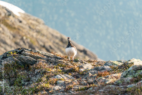 Fototapet grouse standing on rocky mountain