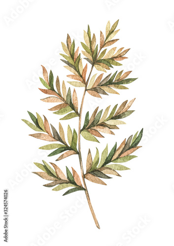 Botanical watercolor clipart. Green fern with gold, green and brown leaves. Poster with herbal plant illustration. Floral Design elements. Perfect for wedding invitation, greeting card, blog, print