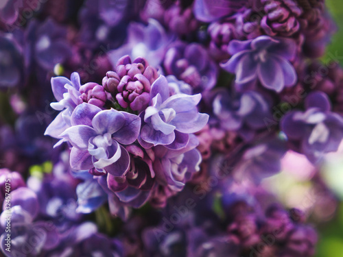 Bright spring flower background. Flowering branch of lilac in the spring garden, close up, soft focus