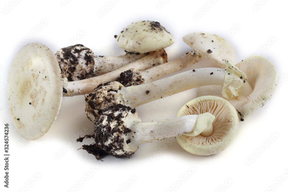 Amanita verna (destroying angel, mushroom fool, fool's mushroom). Deadly poisonous mushroom