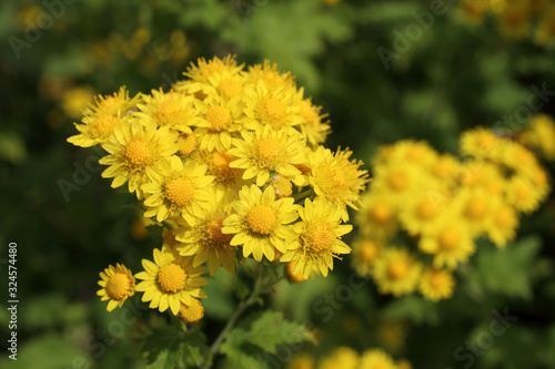Yellow chrysanthemums background
