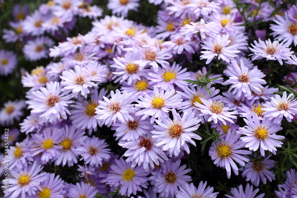 Violet chrysanthemums background Violet chrysanthemums background