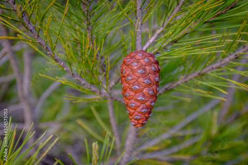 Pine cone isolated (on a branch)