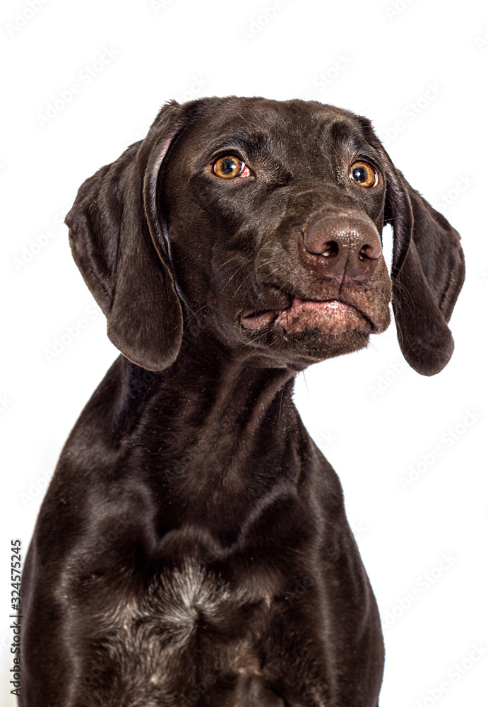 funny dog face on a white background