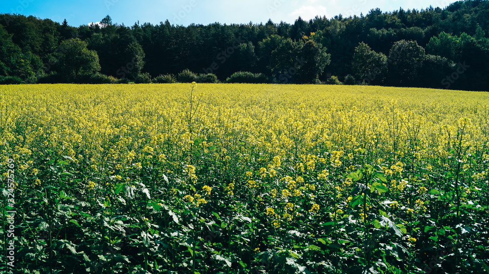 Fototapeta premium Rapsfeld