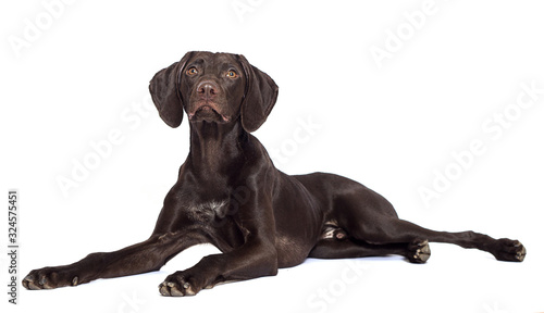 dog lies in full growth white background