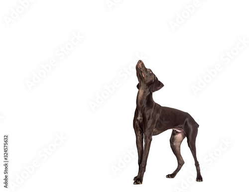 dog looking sideways up on an isolated white background