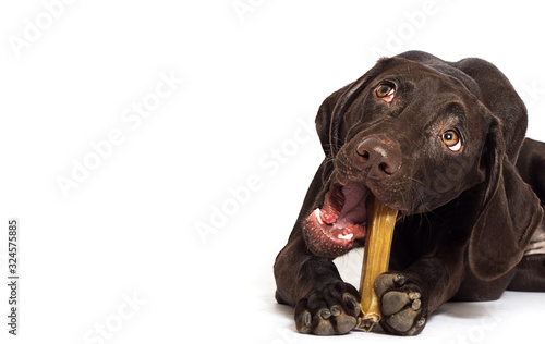 Foto dog nibbles a bone against white background