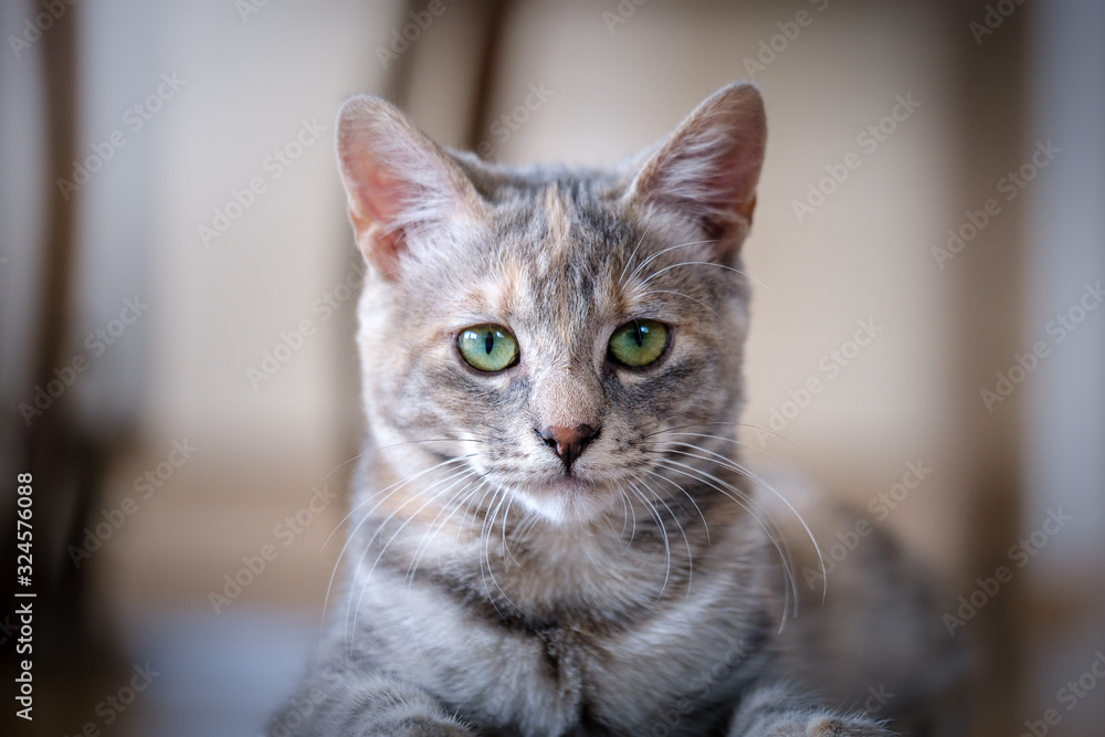 Cute young grey kitten with green eyes