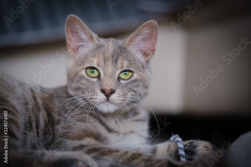 Cute young grey kitten with green eyes