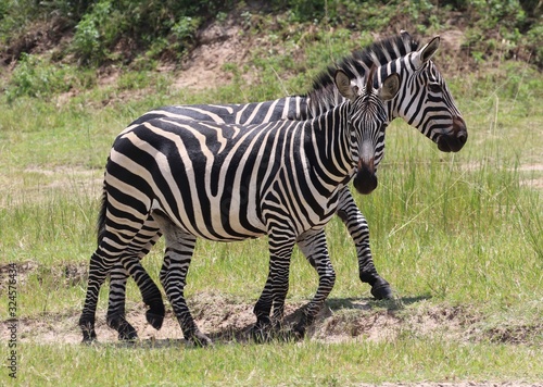 Zebras standing in front of camera