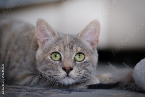 Cute young grey kitten with green eyes