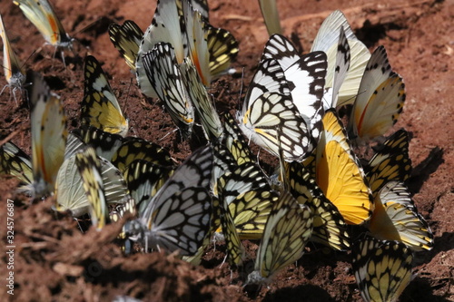 Butterflys sitting on Elepant dung, Rwanda, Africa 