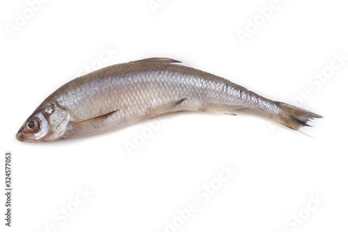 Smelt fish isolated on white. Pacific smelt variety