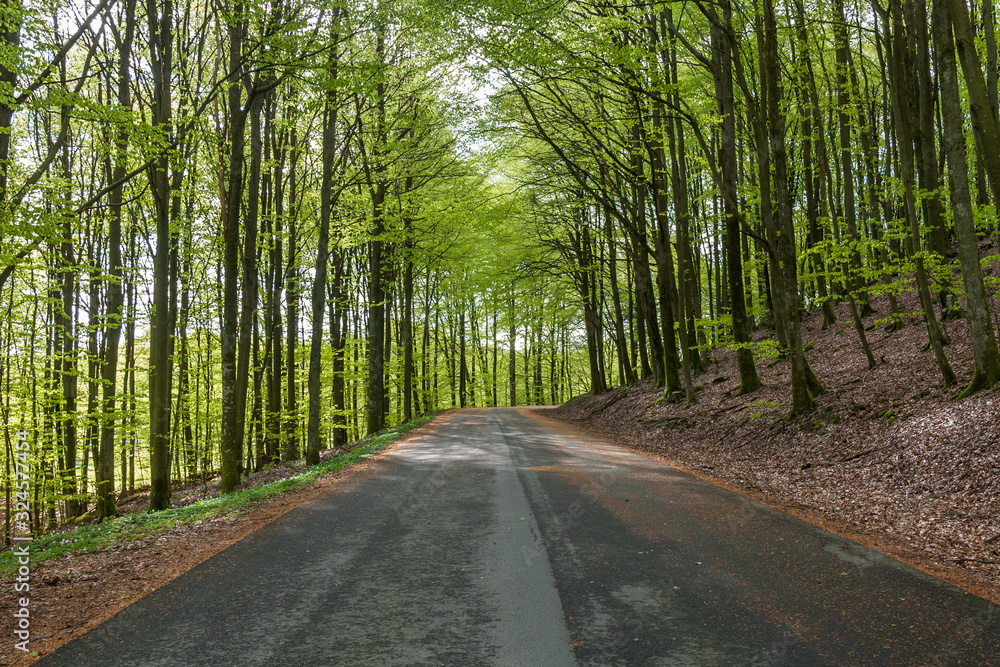 Fototapeta premium Misty spring beech forest in a nature reserve in southern Sweden, selective focus