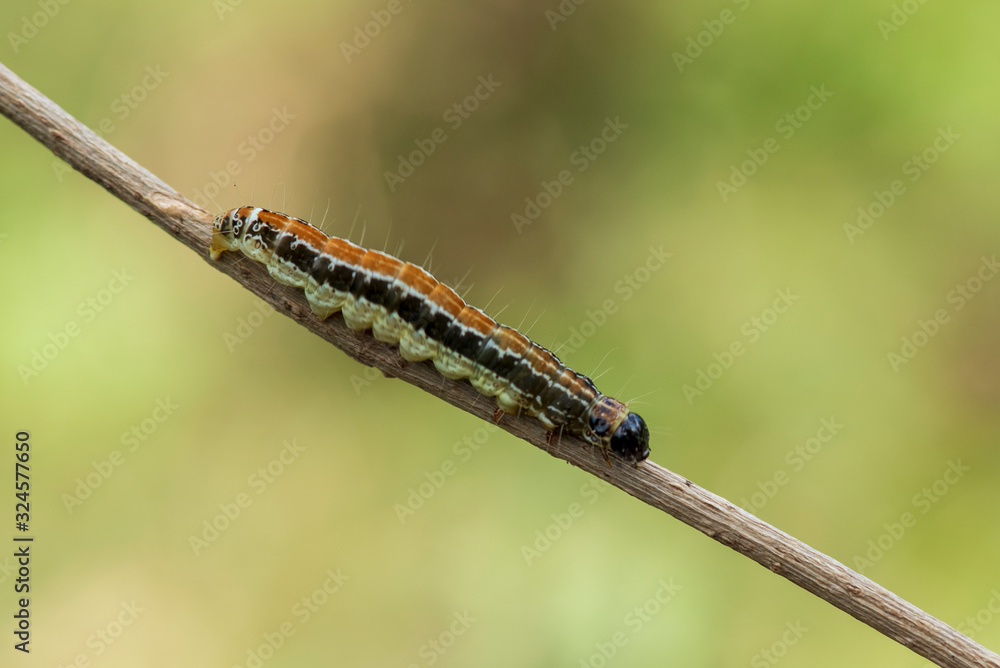 A caterpillar lying on a branch A caterpillar lying on a branch