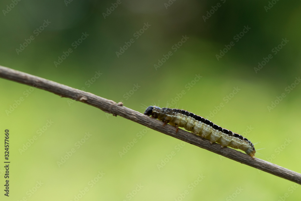 A caterpillar lying on a branch