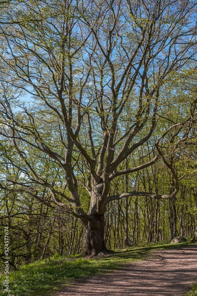 Old tree with sprawling branches. Central Sweden, selective focus Old tree with sprawling branches. Central Sweden, selective focus