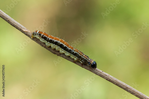 A caterpillar lying on a branch