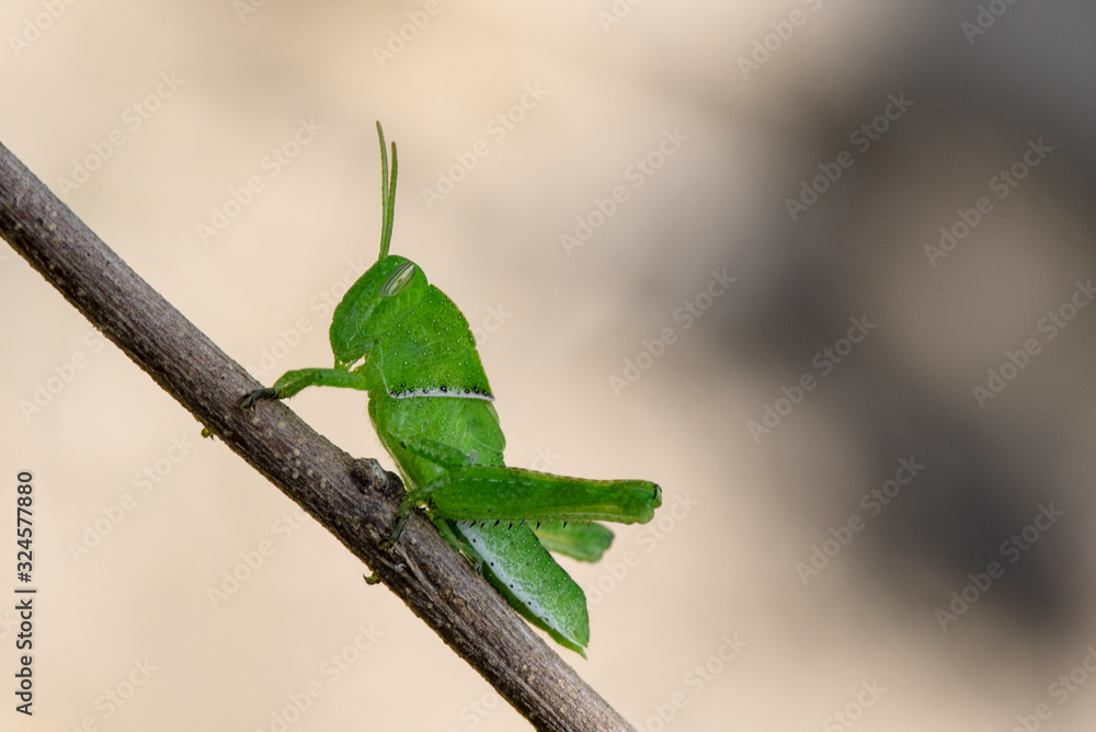 A green grasshopper on a branch with a green background. A green grasshopper on a branch with a green background.