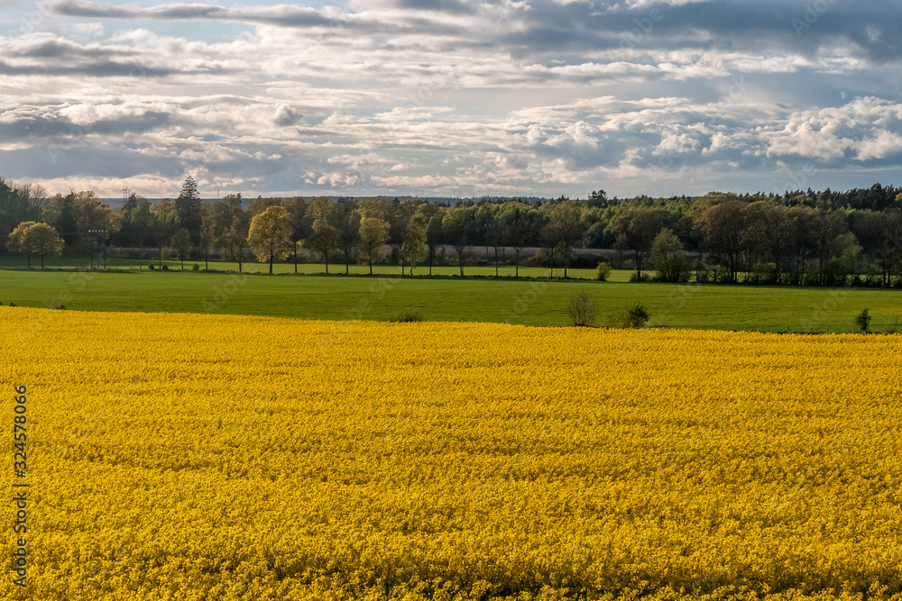 beautiful rapeseed field and cloudy sky in the spring in oland, Sweden, selective focus