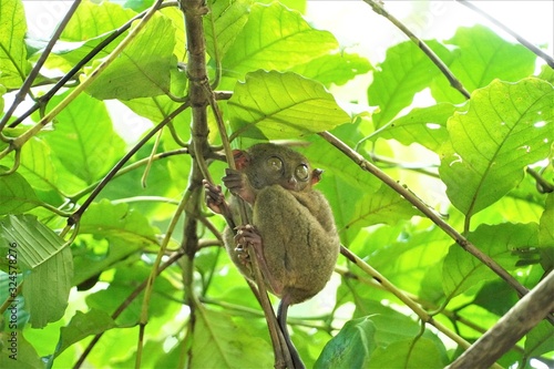 Wallpaper Mural ボホール島のターシャ Torontodigital.ca