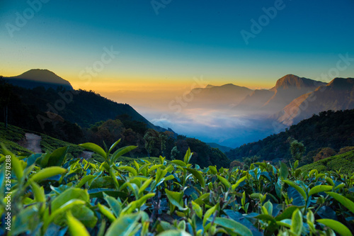 Munnar hill