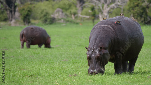 Hippo grazing with Yellow-billed oxpecker birds on his back