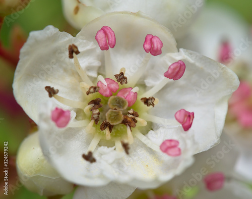 Fototapeta Naklejka Na Ścianę i Meble -  Pink anthers floating on white flowers