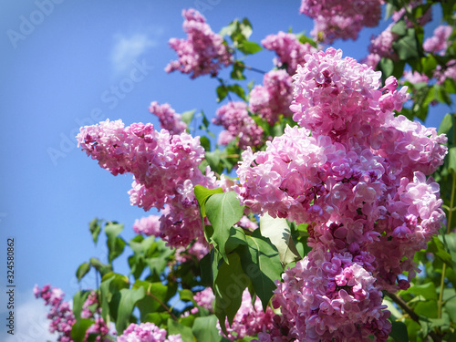 Bright spring flower background. Flowering branch of lilac in the spring garden, close up, soft focus photo