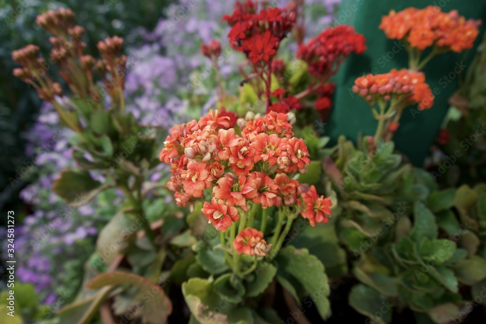 Fototapeta premium Glass House flower garden 