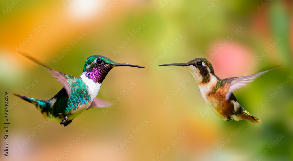 Fototapeta premium Male (left) and female (right) of the white-bellied woodstar (Chaetocercus mulsant)