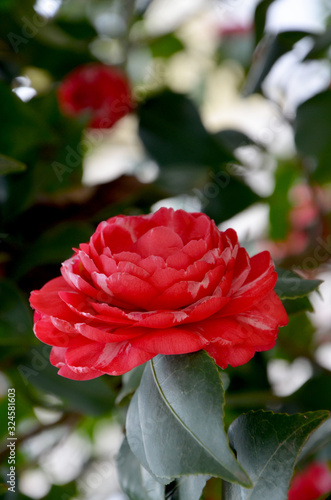 Tableau sur toile japanese camellia beautiful red flower in the garden close up