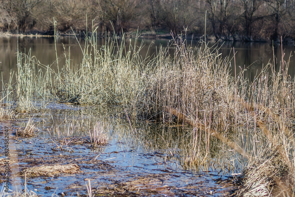 River cane stalks in water ponds in the winter River cane stalks in water ponds in the winter