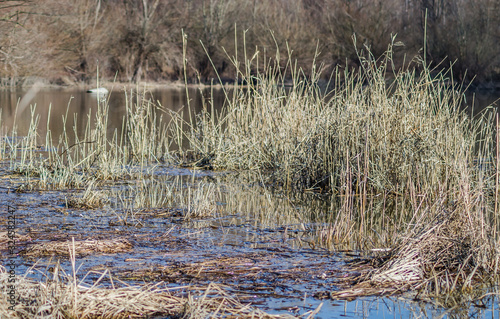 Fototapeta River cane stalks in water ponds in the winter