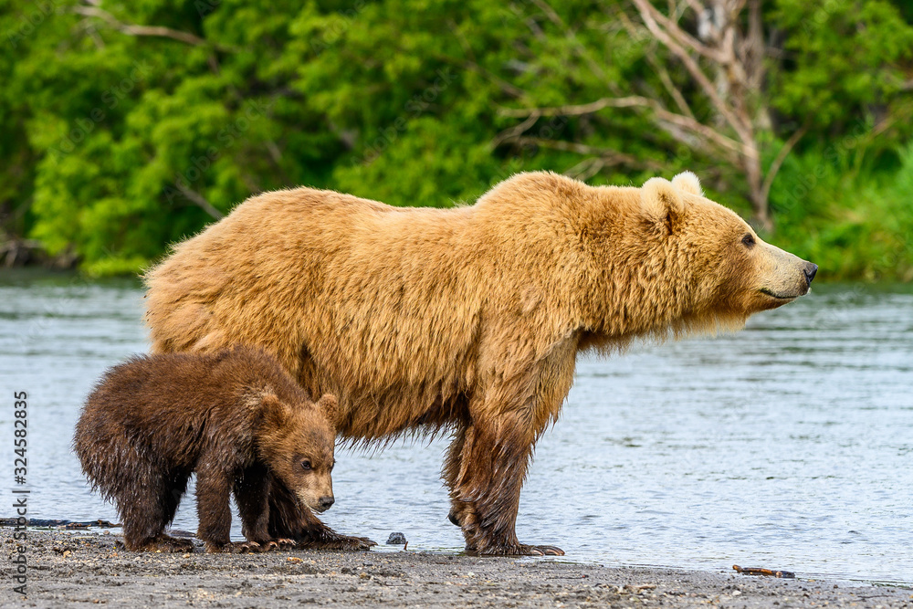 Ruling the landscape, brown bears of Kamchatka (Ursus arctos beringianus) Ruling the landscape, brown bears of Kamchatka (Ursus arctos beringianus)
