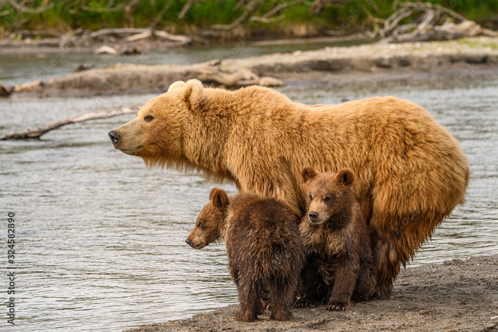 Obraz premium Ruling the landscape, brown bears of Kamchatka (Ursus arctos beringianus)