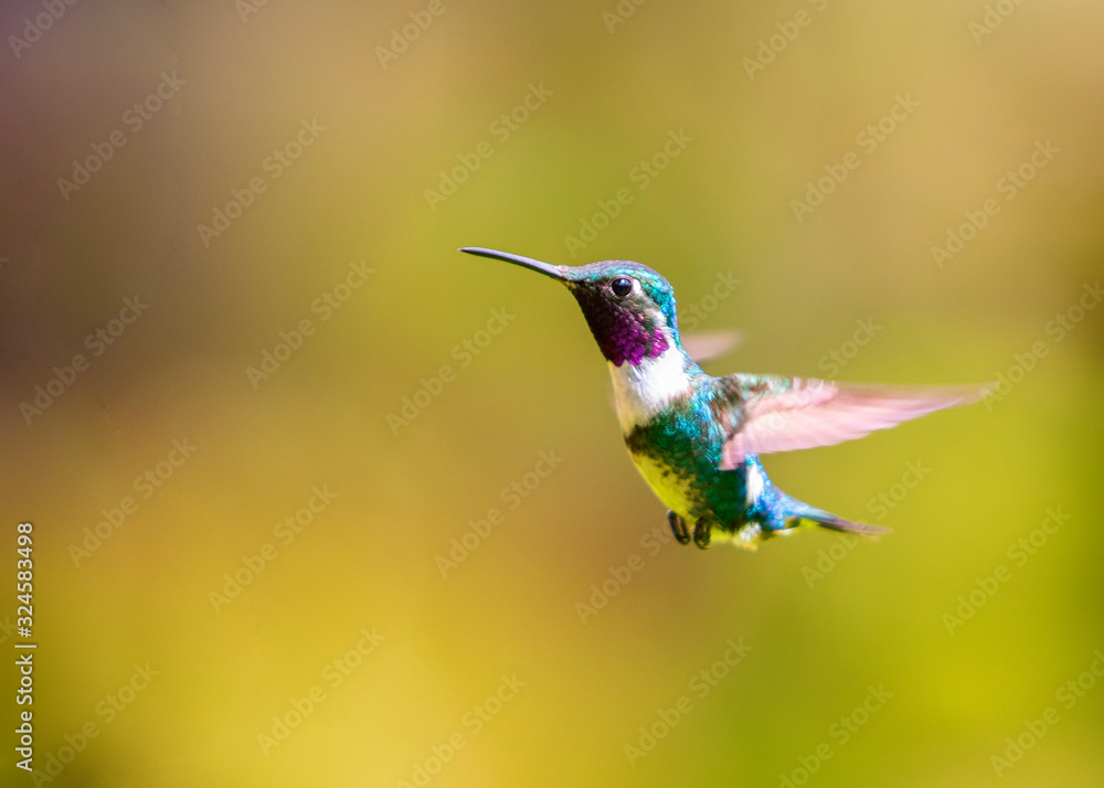 Fototapeta premium male of the white-bellied woodstar (Chaetocercus mulsant)