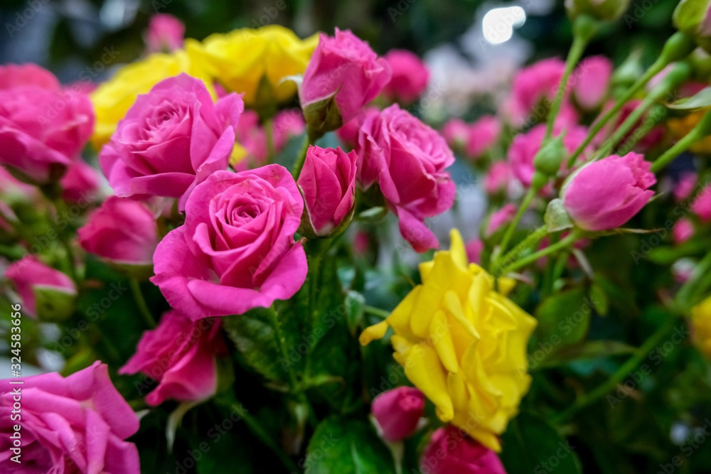 Pink and yellow roses in flower market..Beautiful pink and yellow floral background. Concept of holiday, presents, flower shop. Pink and yellow roses in flower market..Beautiful pink and yellow floral background. Concept of holiday, presents, flower shop.