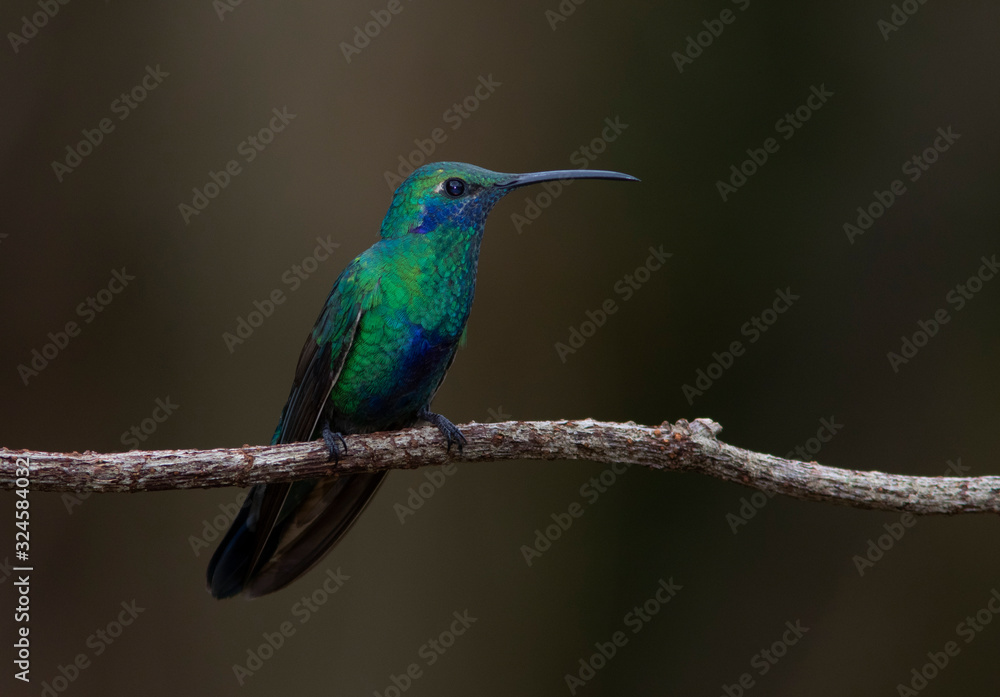 Mexican violetear (Colibri thalassinus) in the colombian mountains Mexican violetear (Colibri thalassinus) in the colombian mountains