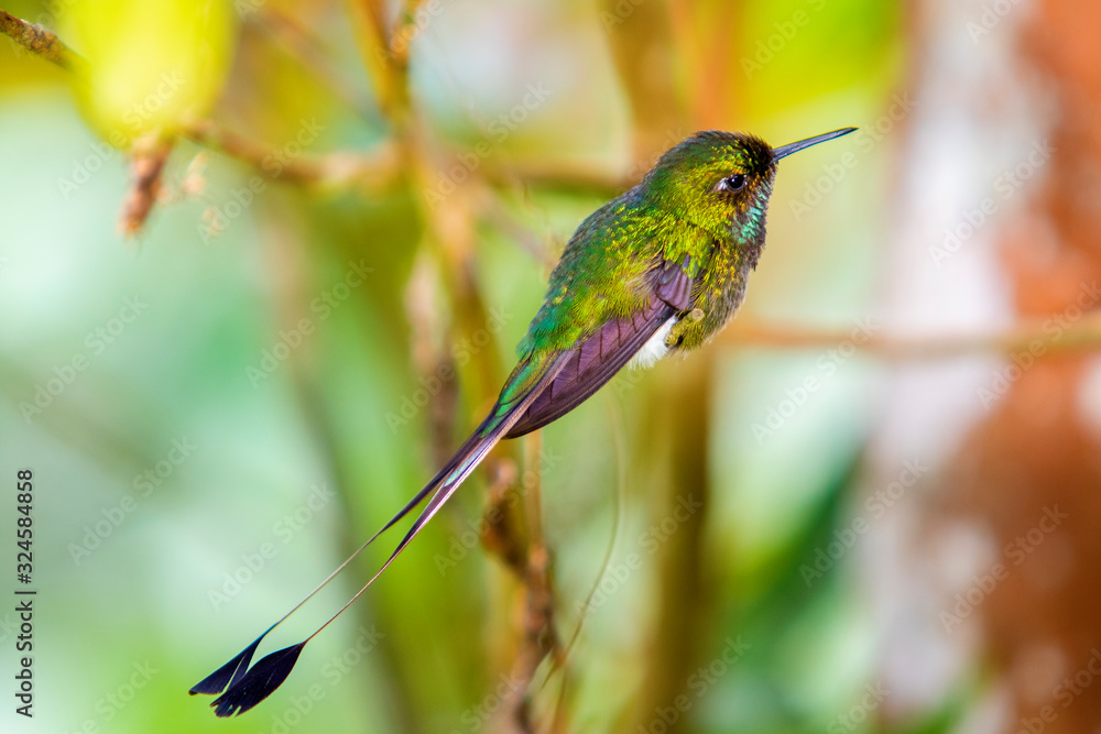 Fototapeta premium Booted Racket-tail (Ocreatus underwoodii) in the colombian forest