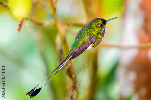 Booted Racket-tail (Ocreatus underwoodii) in the colombian forest