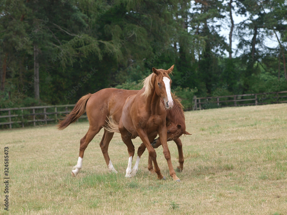 Fototapeta premium Two Young Horses