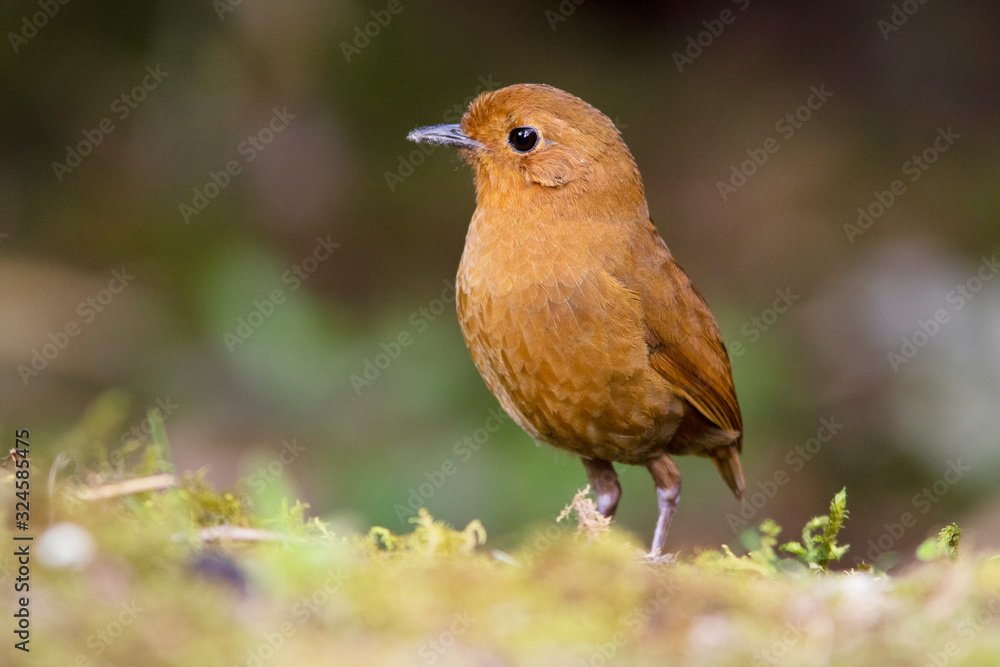 Fototapeta premium rufous antpitta (Grallaria rufula) in the colombian forest