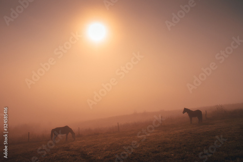 Horses grassing together in autumn summer morning  calm  nostalgic mood  edit space.