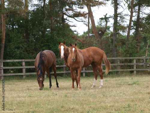 Three Young Horses
