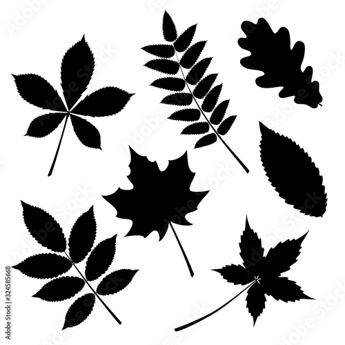 Vector set leaves, silhouette, oak leaf, leaf of wild grapes and maple, chestnut and ash, rowan.