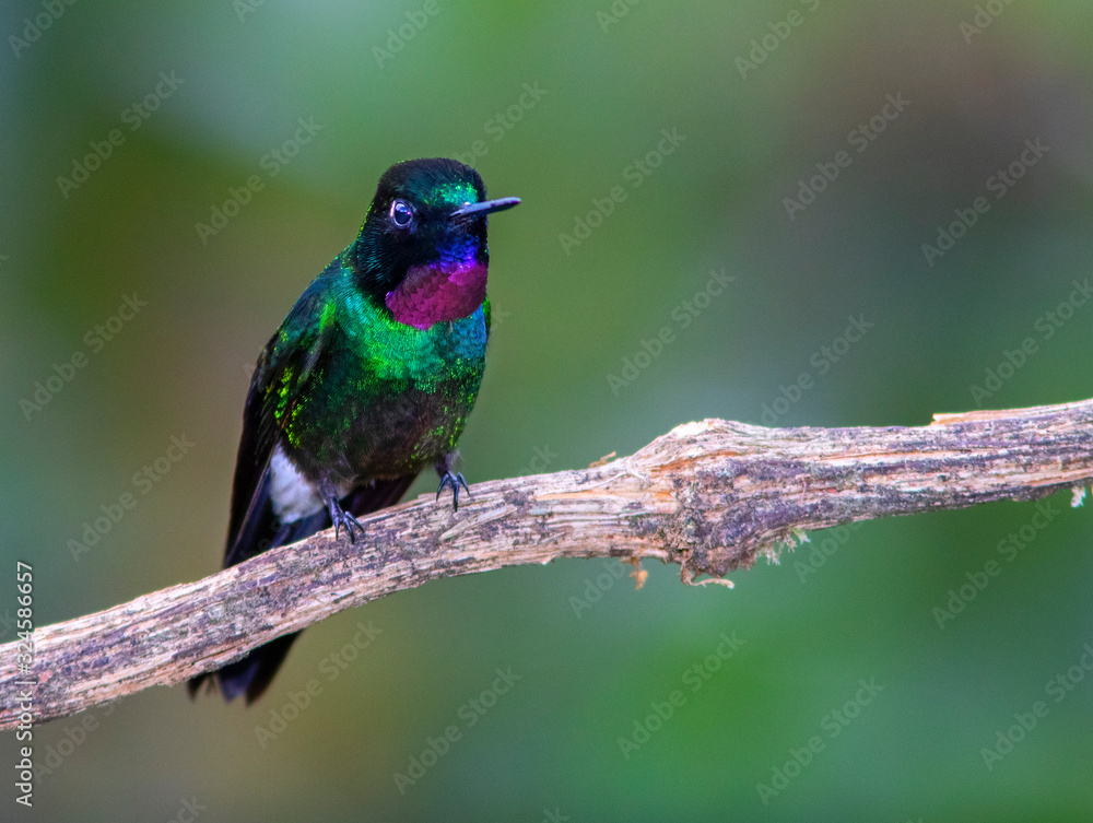 Fototapeta premium Tourmaline Sunangel (Heliangelus exortis|) in the colombian jungles