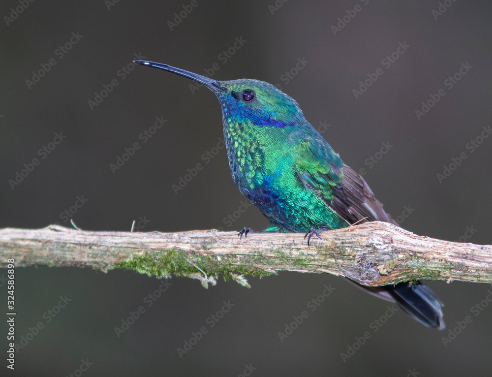 Fototapeta premium Mexican violetear (Colibri thalassinus) in the colombian mountains