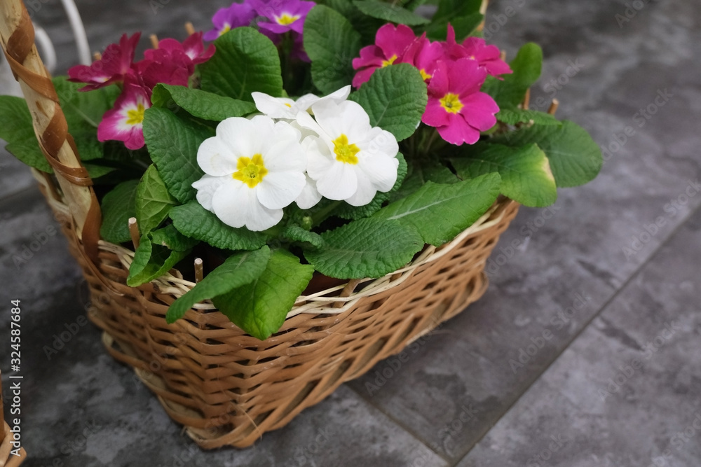 Violets in baskets in the flower shop. Selective focus. Concept of gardening and looking after violet flowers.
